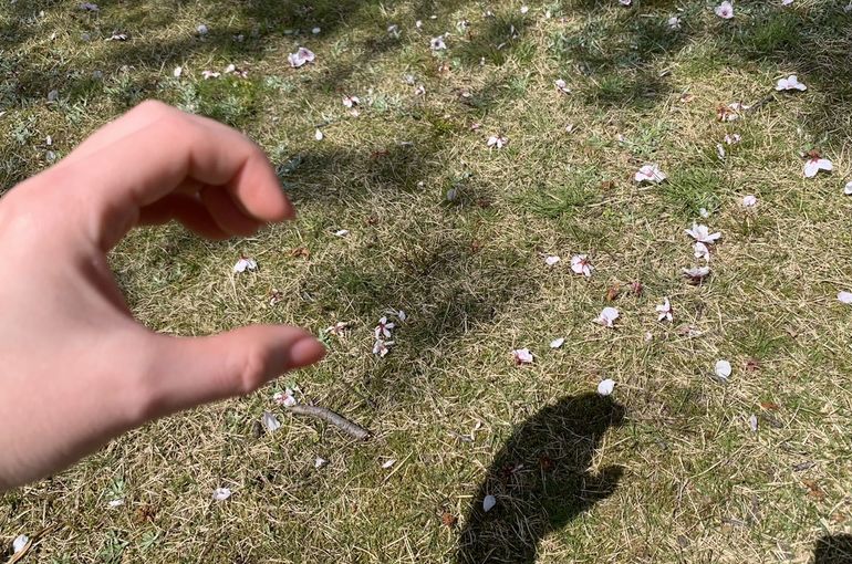 ケアインターナショナルジャパン